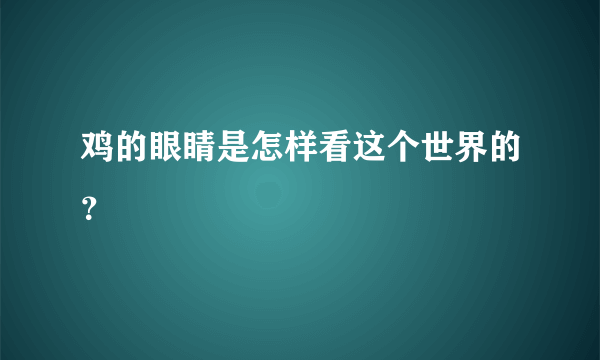 鸡的眼睛是怎样看这个世界的？