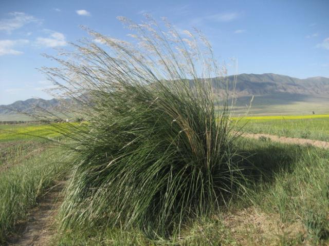 胡扬.沙枣.罗布麻.沙芦草.芨芨草.梭梭草.骆驼刺.的生长习性以及他们对改变沙漠生态环境的作用