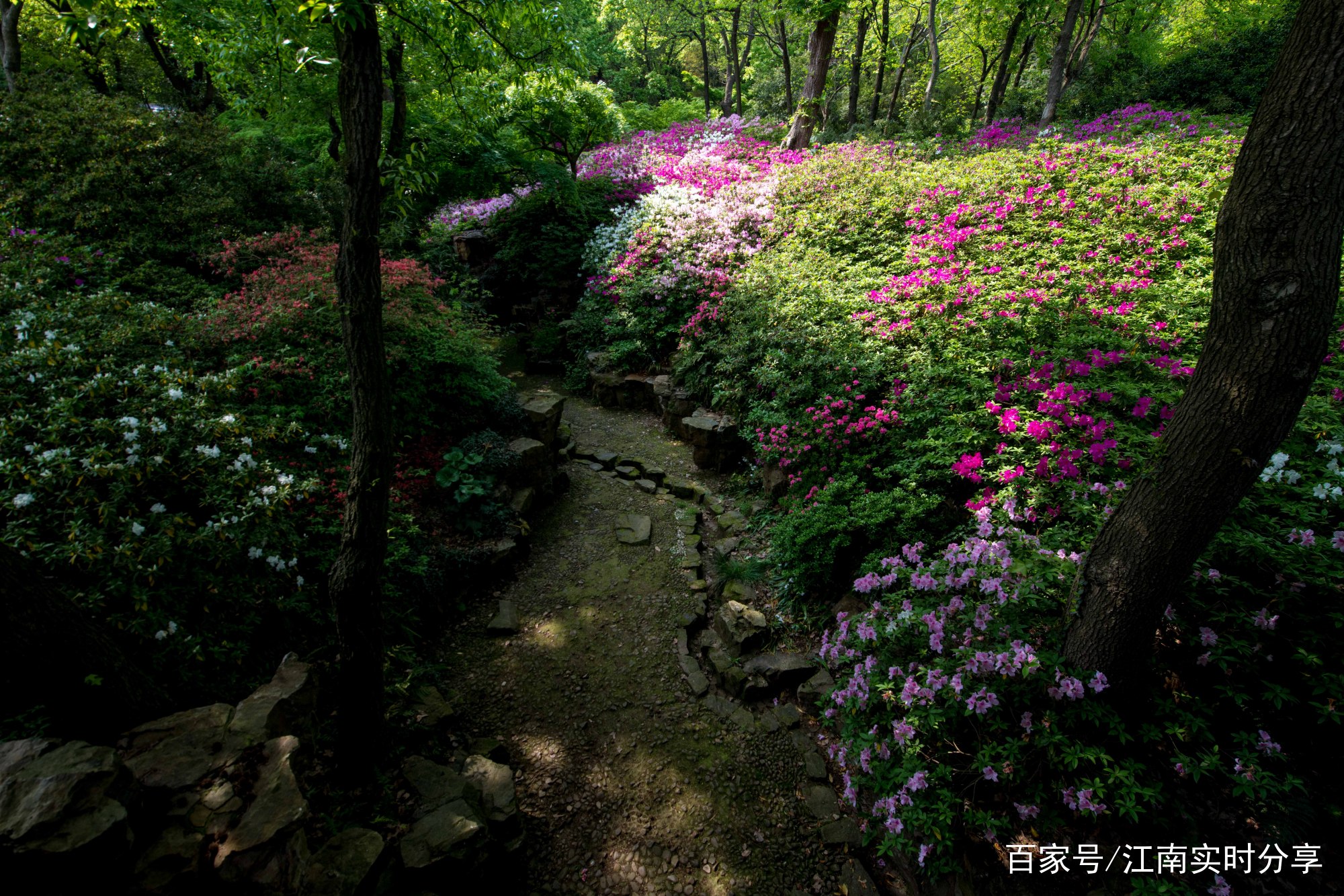 无锡的市花是什么？在哪里能观赏到无锡的市花？