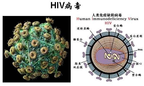 艾滋病是怎么起源的