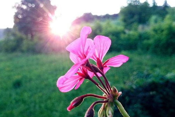 花开花落人如旧下一句是什么啊？