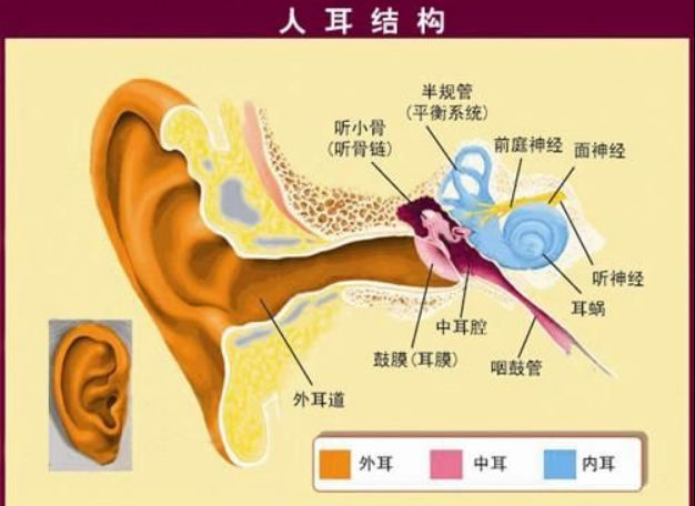 我们是如何听到声音的？