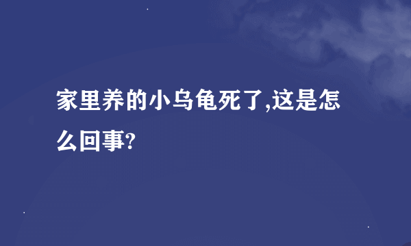 家里养的小乌龟死了,这是怎么回事?