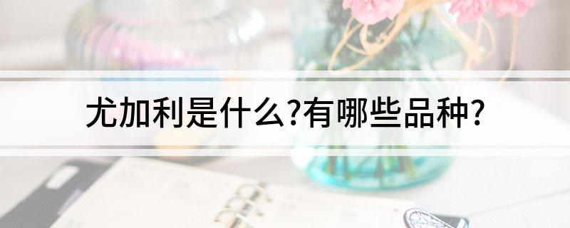 尤加利是什么?有哪些品种?