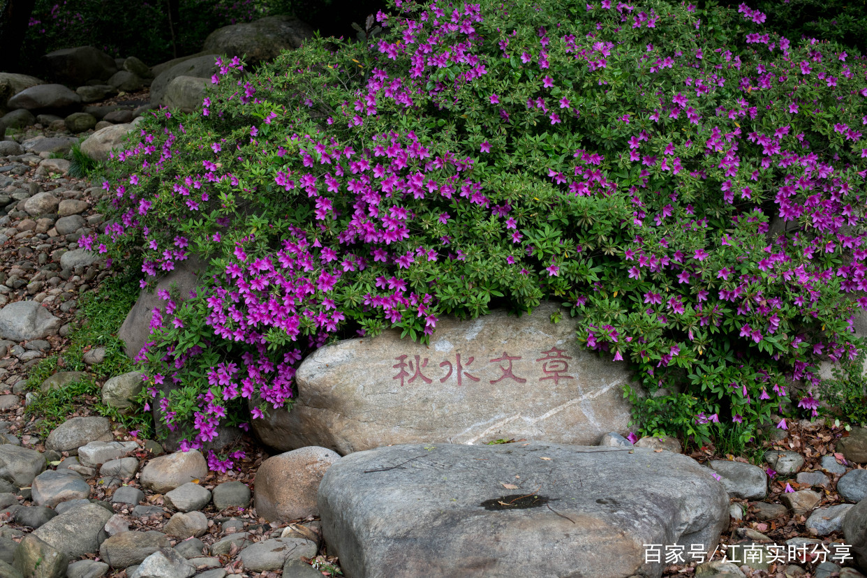 无锡的市花是什么？在哪里能观赏到无锡的市花？