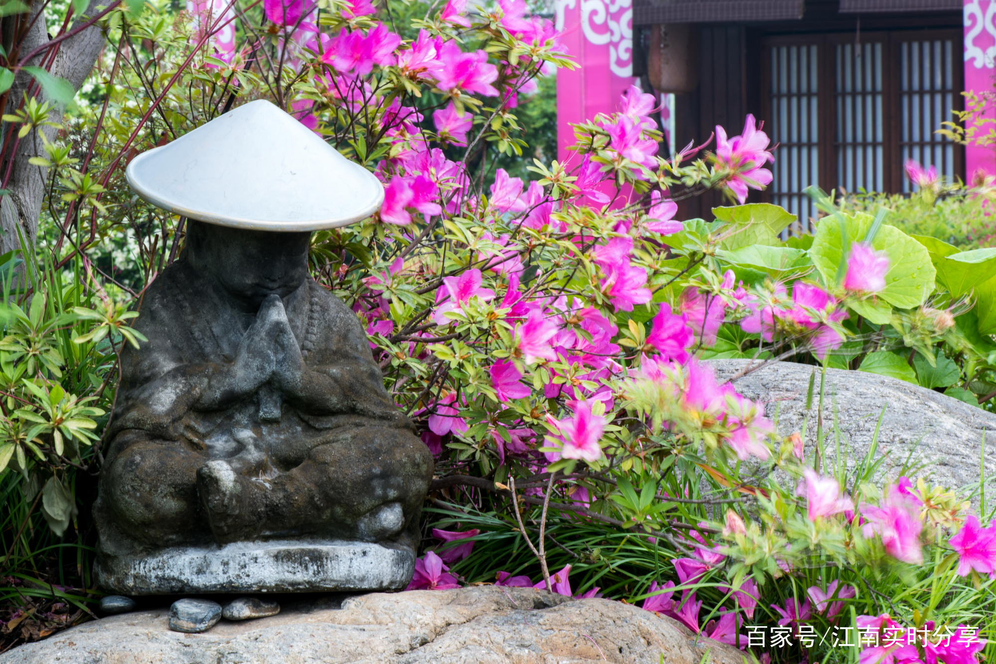 无锡的市花是什么？在哪里能观赏到无锡的市花？