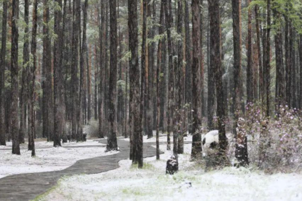 黑龙江漠河五月飞雪，造成五月飞雪的原因是什么？