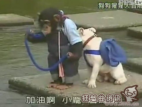 黑猩猩小庞长大后为什么会咬人?黑猩猩小庞现状怎么样去世了吗