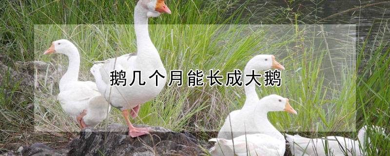 鹅几个月能长成大鹅