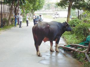 江苏一待宰水牛发狂冲进餐馆顶飞男子，最终该男子是如何脱险的？