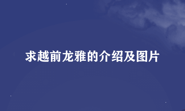 求越前龙雅的介绍及图片