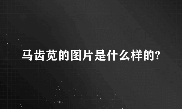 马齿苋的图片是什么样的?