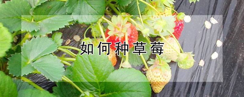 如何种草莓