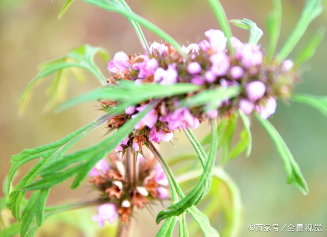 益母草什么时候喝最好