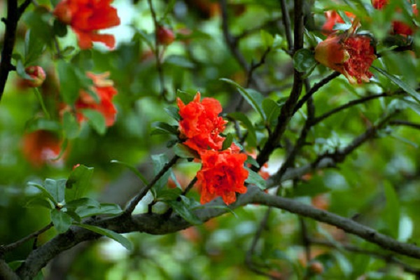 石榴花的花语是什么