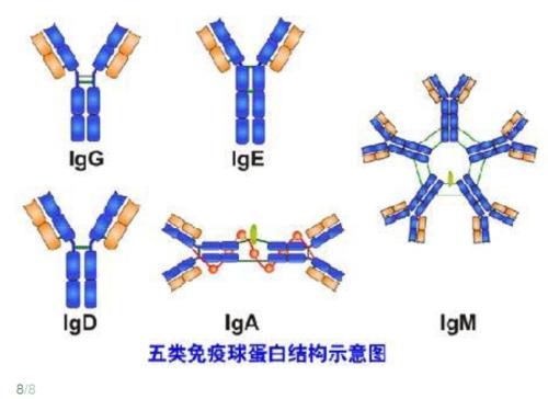 免疫球蛋白 g，a，m是什么意思