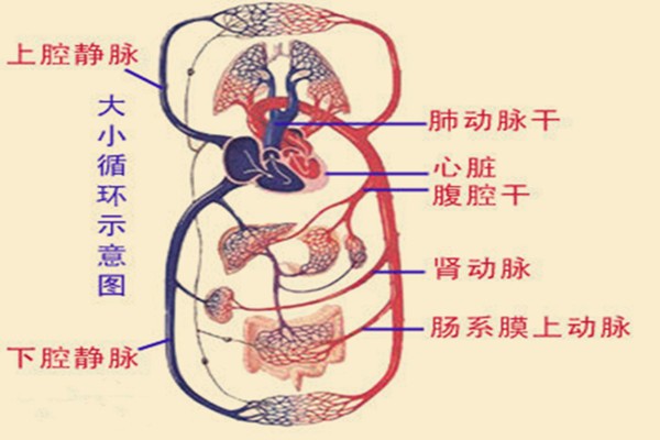 循环系统包括什么？