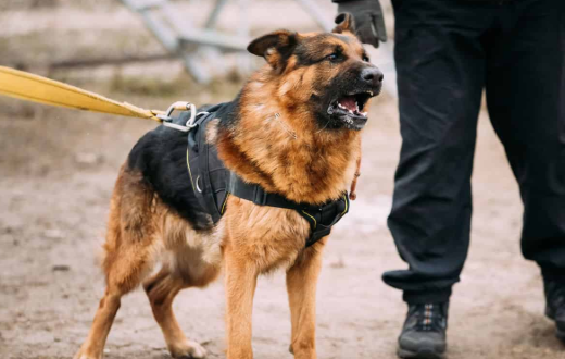 十大聪明犬排名