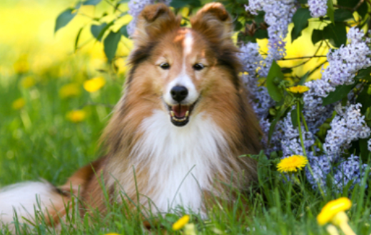 十大聪明犬排名