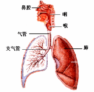 支气管炎的治疗方法