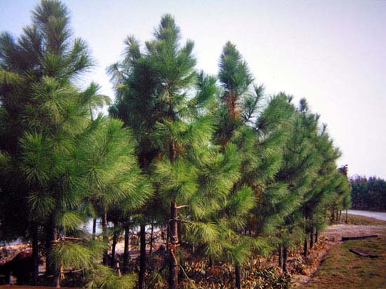 湿地松种子怎么种植方法