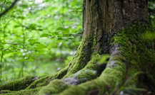 常见的10种苔藓植物是什么？