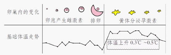 紧急避孕药什么时候吃最有效