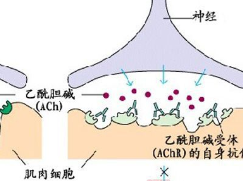 乙酰胆碱作用是什么？