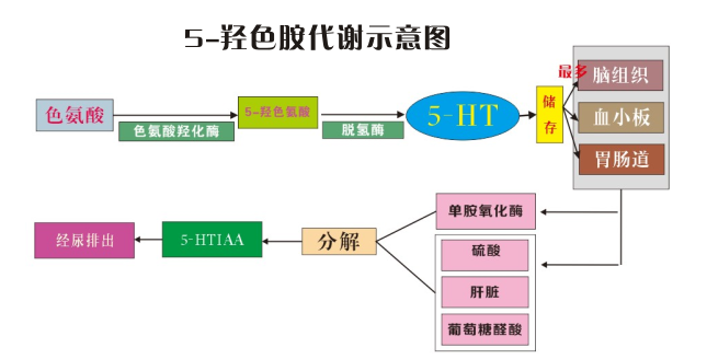 羟色胺是什么