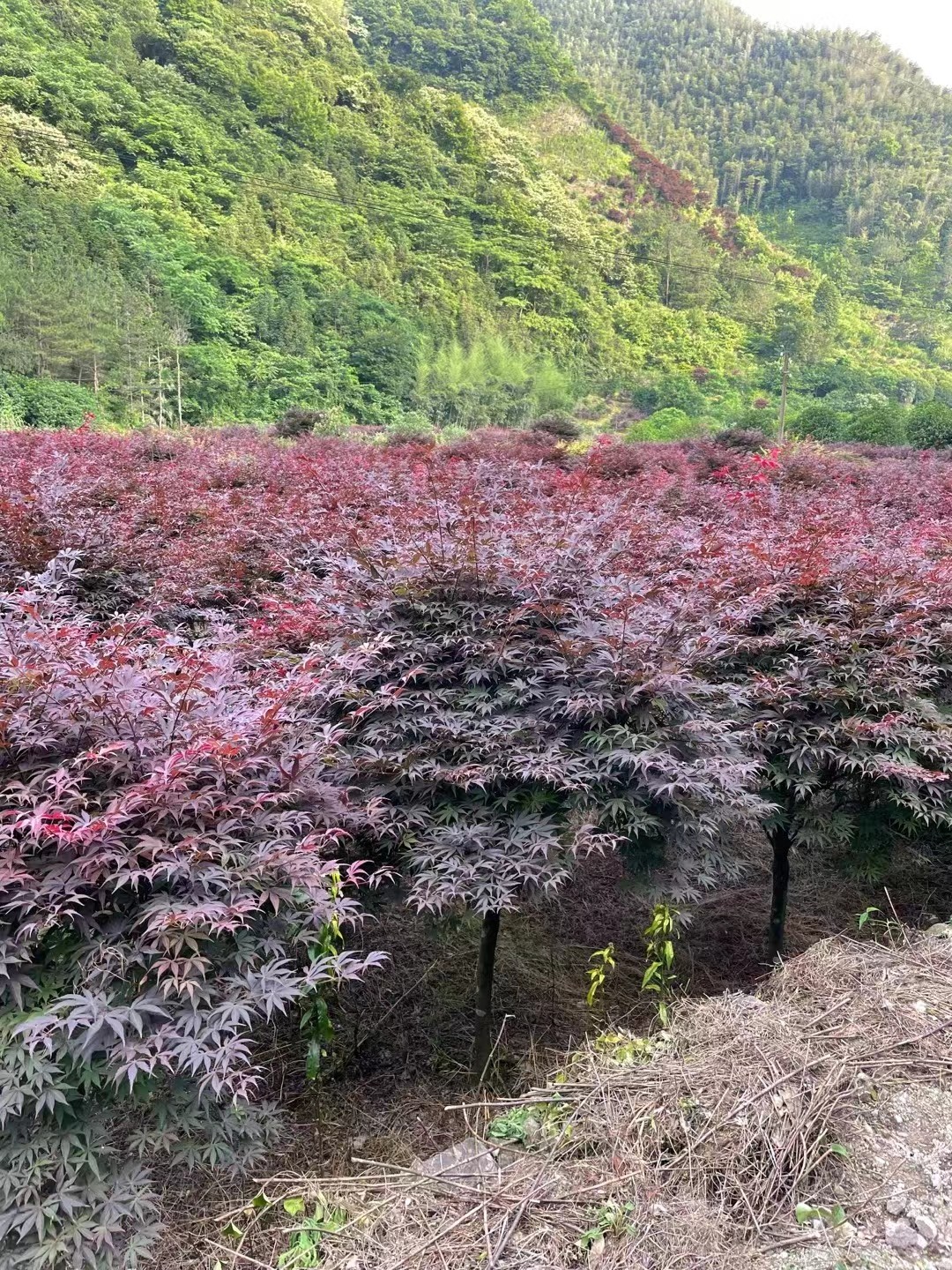 红枫多少钱一颗?