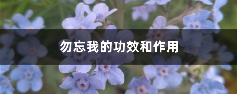 勿忘我的功效与作用？