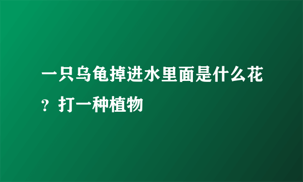 一只乌龟掉进水里面是什么花？打一种植物