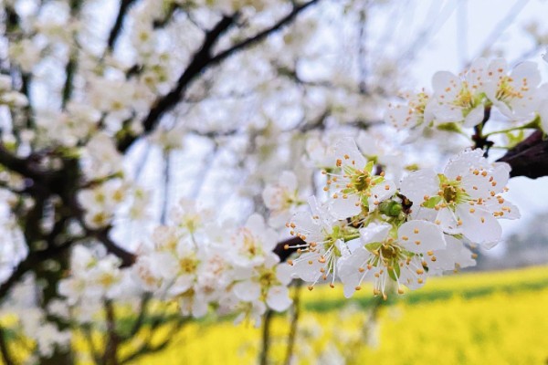 沾衣欲湿杏花雨 吹面不寒杨柳风是什么季节