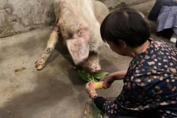 猪坚强老主人带食物探望，猪坚强的近况怎样？