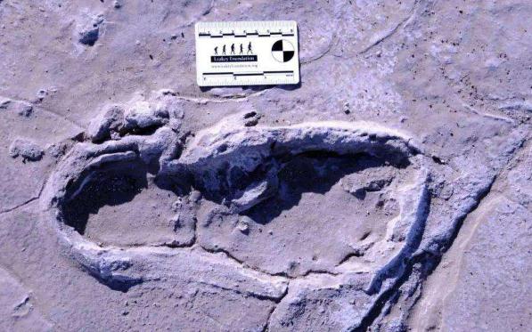 沙特发现距今12万年前的人类脚印，如何断定这是人的脚印？