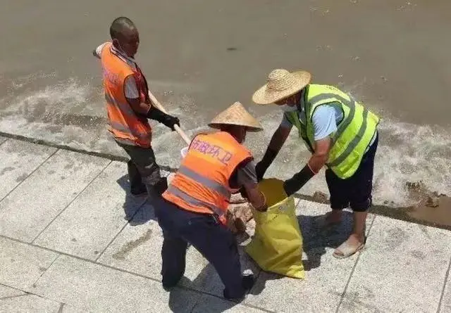 东莞海滩竟出现大量猪蹄，这些猪蹄从何而来？