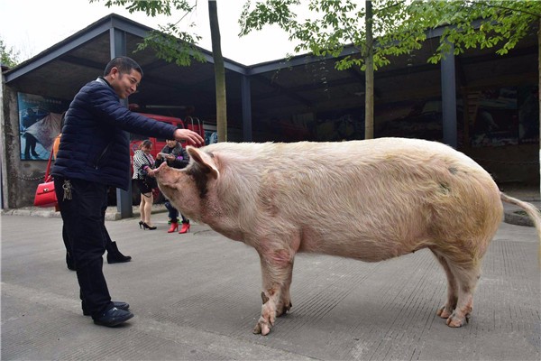 汶川地震中幸存的“猪坚强”，如今已经12岁，现在活得怎么样了？