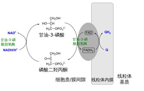 底物水平磷酸化定义