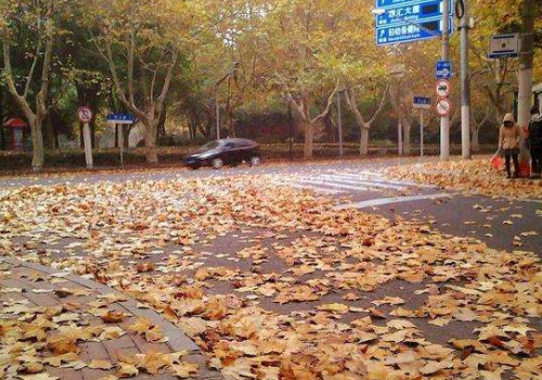 铺满金色巴掌的水泥道分段概括段意。