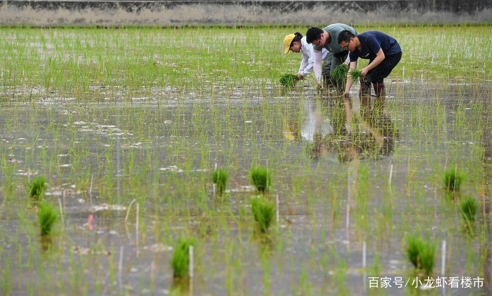 袁隆平的驾照享受终身免检，比普通驾照多7个字，它到底长啥样？