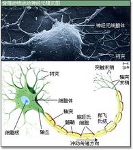 人类最长的细胞