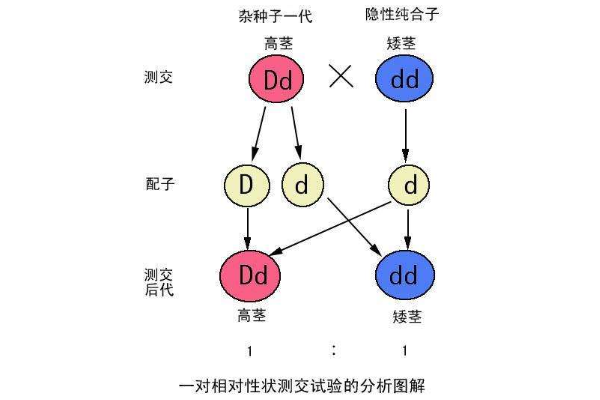 分离定律的内容是什么