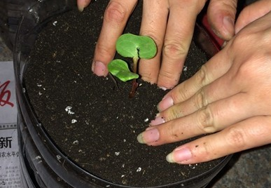 如何用花生油油桶制作种菜盆