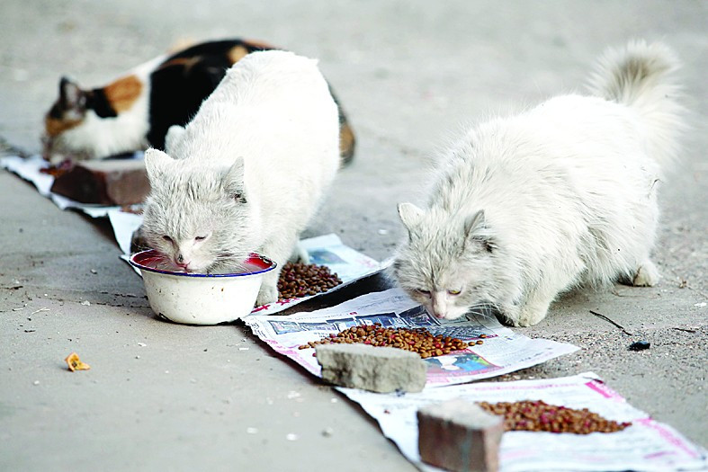 为什么流浪猫比流浪狗多