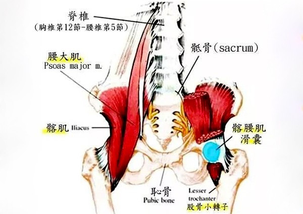 髂腰肌的肌肉位置形态和起止点