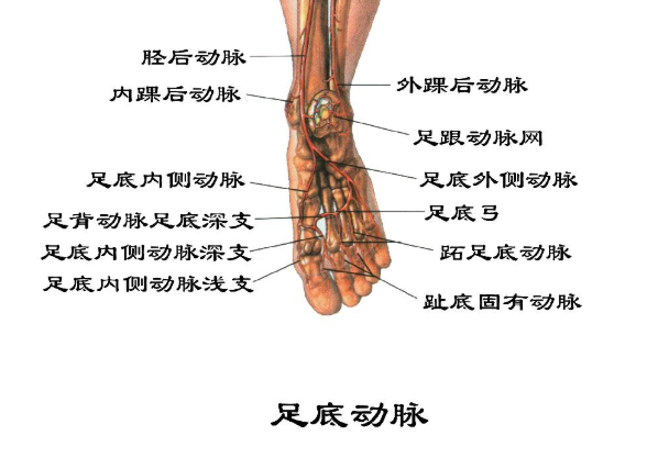 什么是下肢动脉硬化闭塞症？