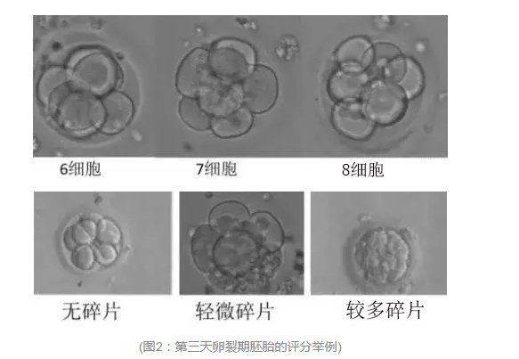 胚胎分级是什么