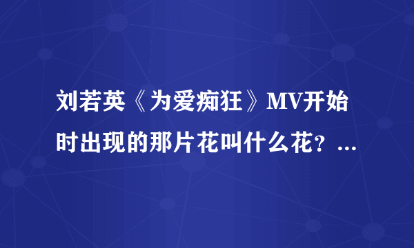 刘若英《为爱痴狂》MV开始时出现的那片花叫什么花？有这种花的详细资料吗？