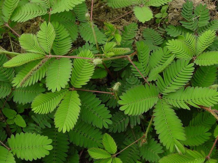 神奇的植物各种各样