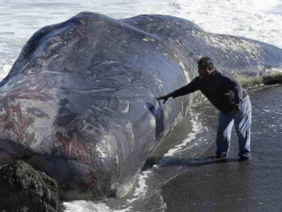 大连渤海海域首次发现搁浅抹香鲸，搁浅鲸鱼该如何处理？